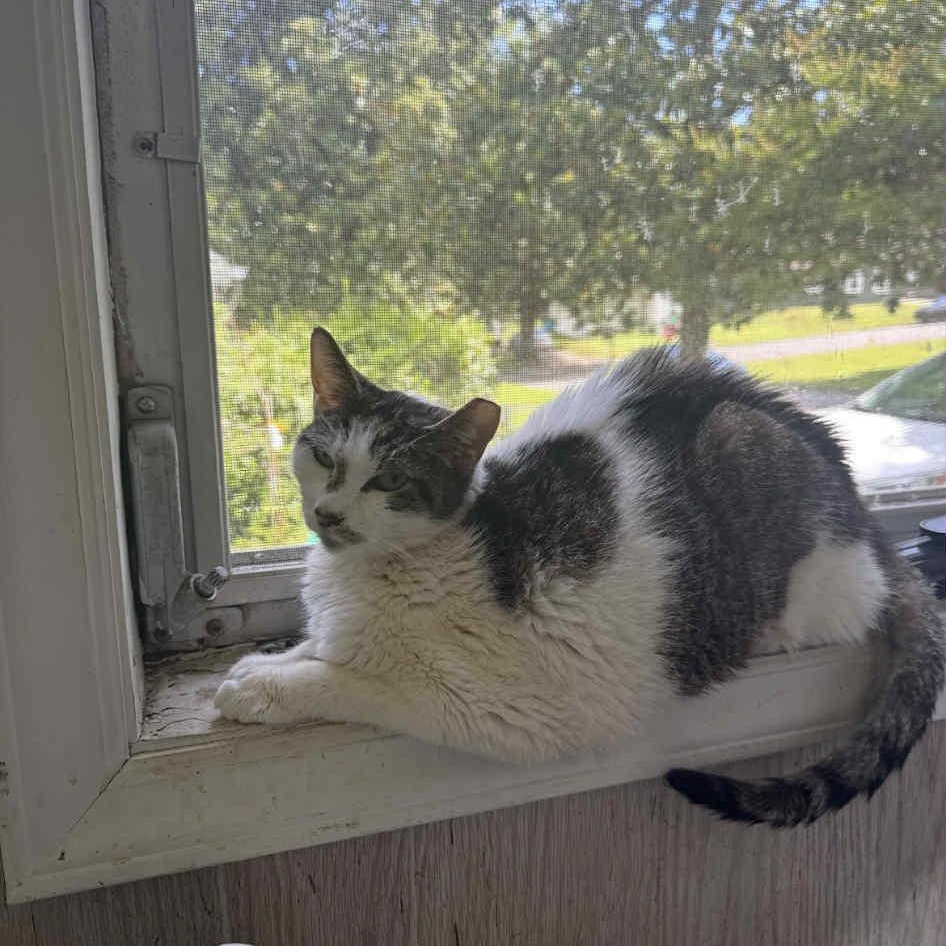 Enlarge Betty, a Adoptable mixed breed in Charlotte, NC image 2/3