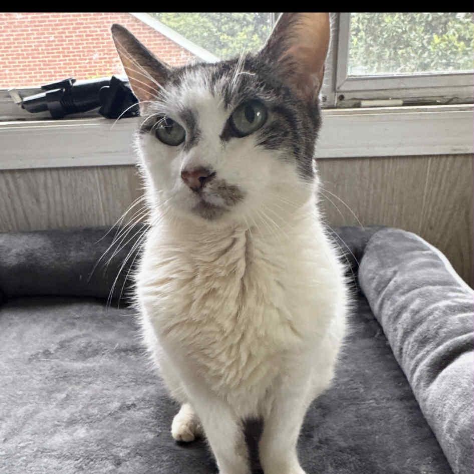 Betty, Adoptable, Adult Female American Shorthair & Tabby.