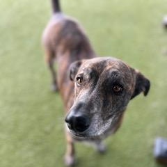 Enlarge Violet, a ADOPTABLE mixed breed in Terre Haute, IN image 3/5