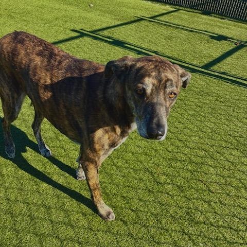 Enlarge Violet, a ADOPTABLE mixed breed in Terre Haute, IN image 3/3