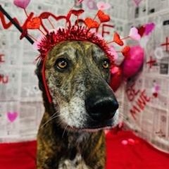 Enlarge Violet, a ADOPTABLE mixed breed in Terre Haute, IN image 1/5