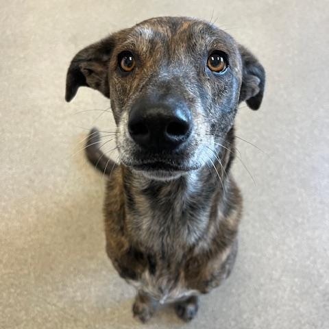 Enlarge Violet, a ADOPTABLE mixed breed in Terre Haute, IN image 1/3