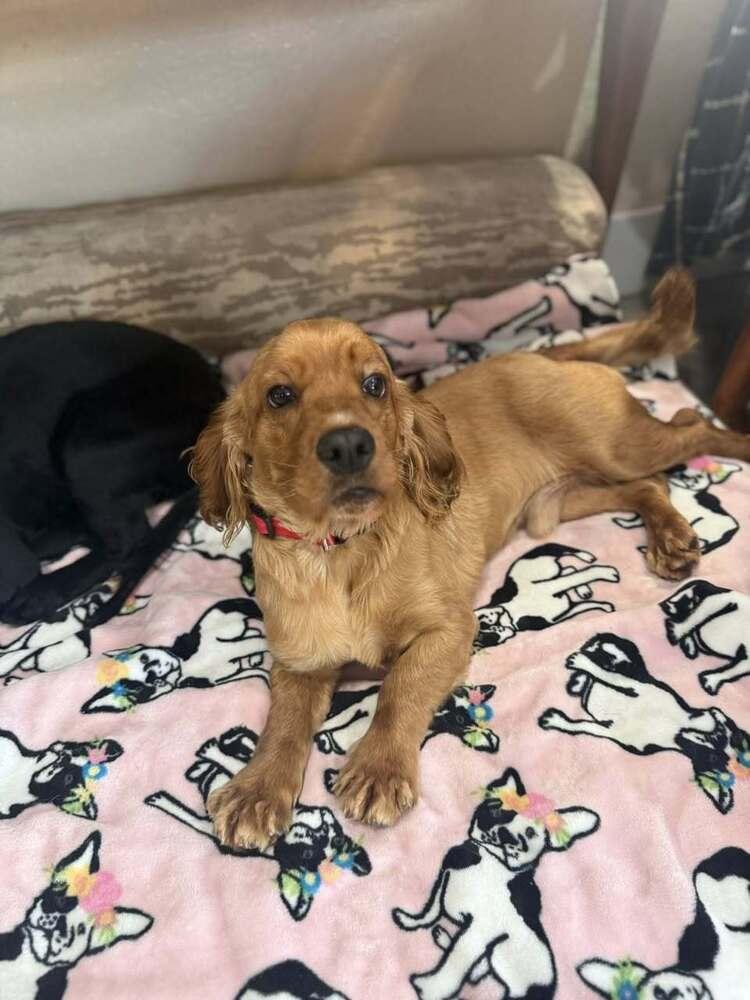 Enlarge Molly (2/26), a Adoptable mixed breed in Jamestown, CA image 2/6