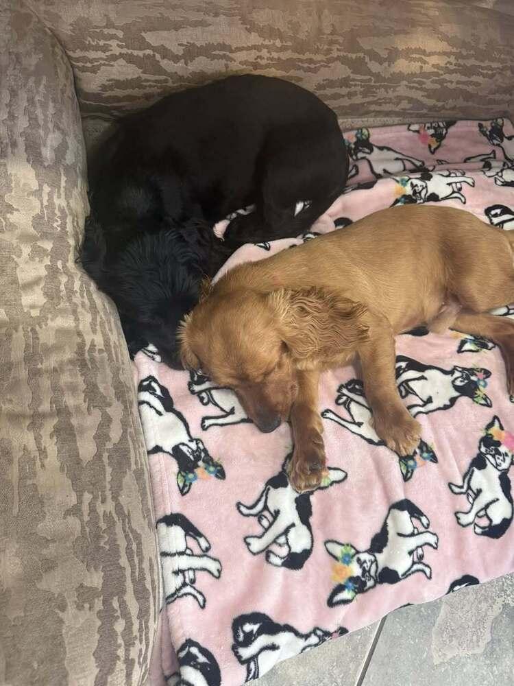 Enlarge Molly (2/26), a Adoptable mixed breed in Jamestown, CA image 3/6