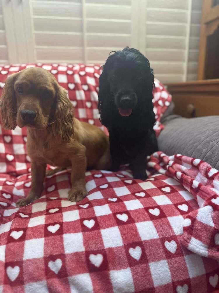 Enlarge Molly (2/26), a Adoptable mixed breed in Jamestown, CA image 4/6