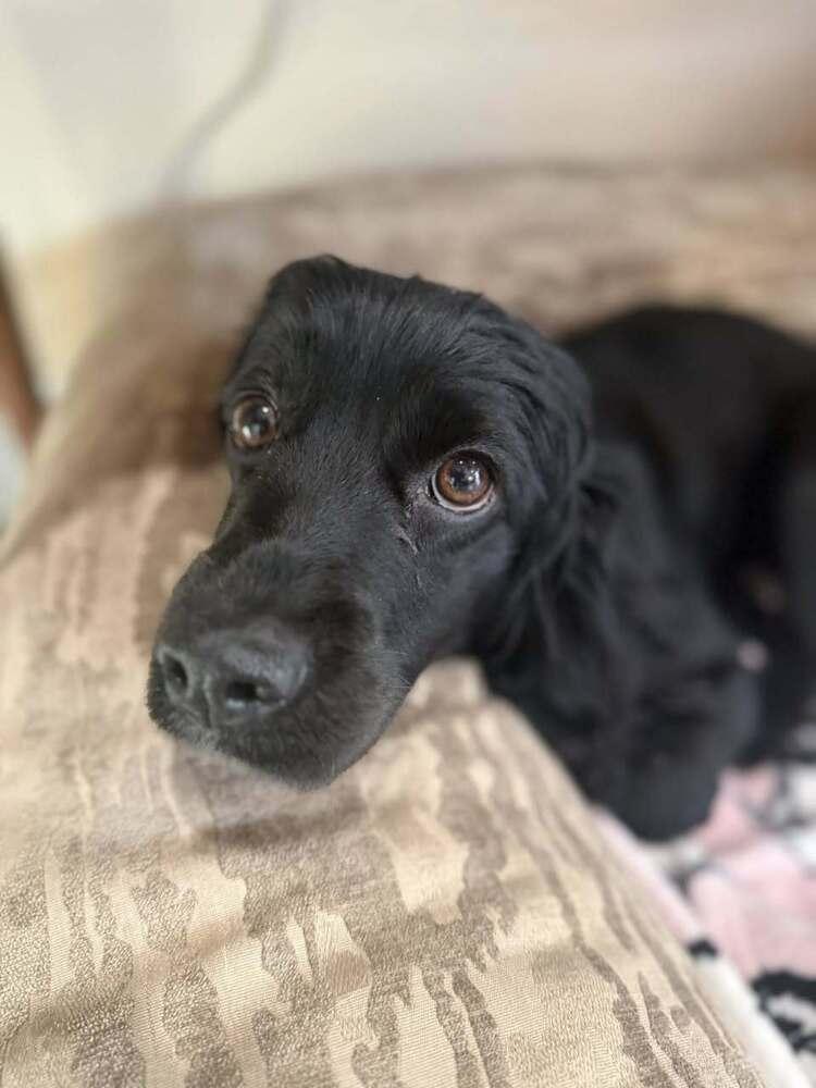 Molly (2/26), Adoptable, Young Female Cocker Spaniel.