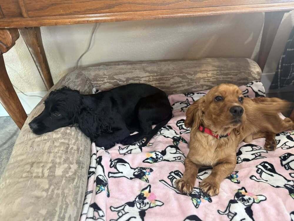 Enlarge Molly (2/26), a Adoptable mixed breed in Jamestown, CA image 6/6