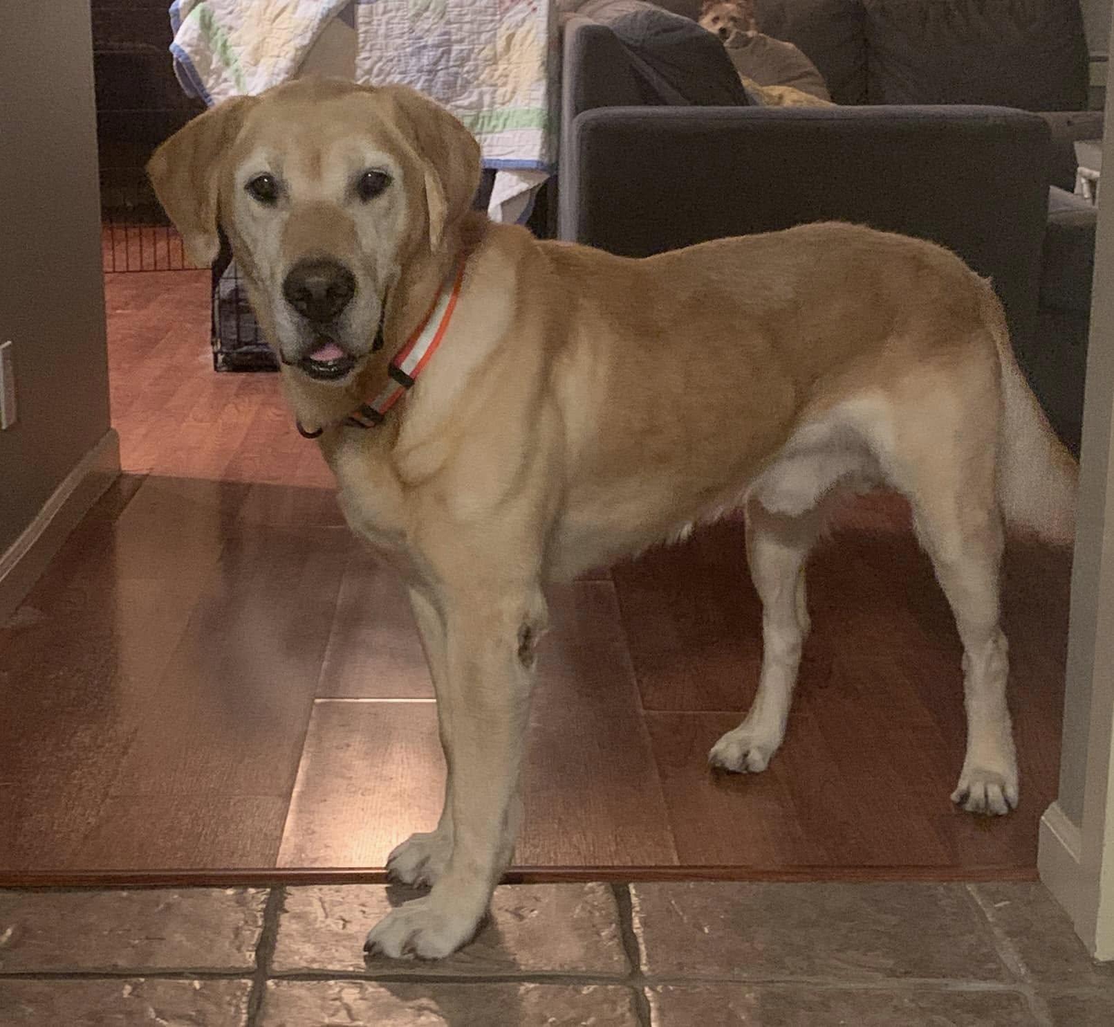 Frankie, Adoptable, Senior Male Labrador Retriever.