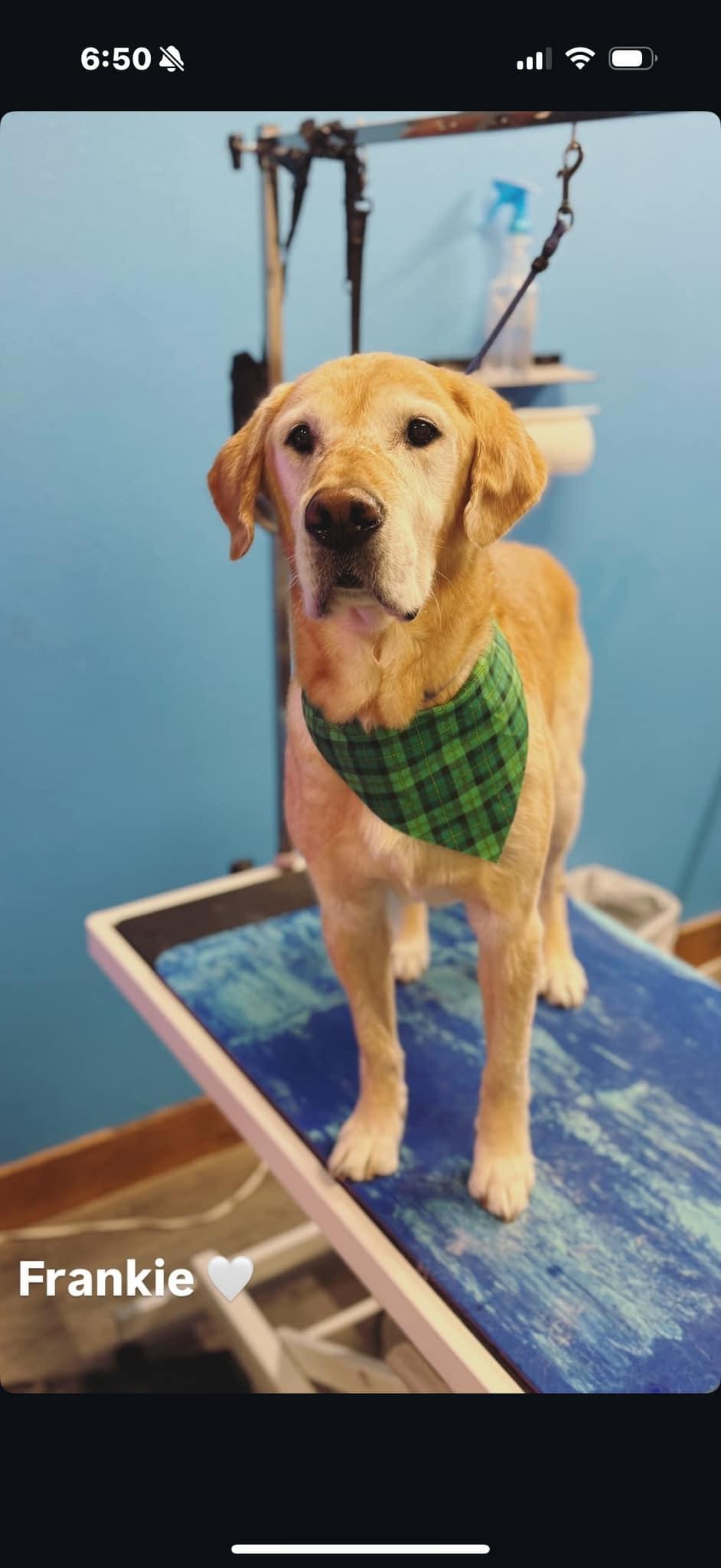 Frankie, Adoptable, Senior Male Labrador Retriever.