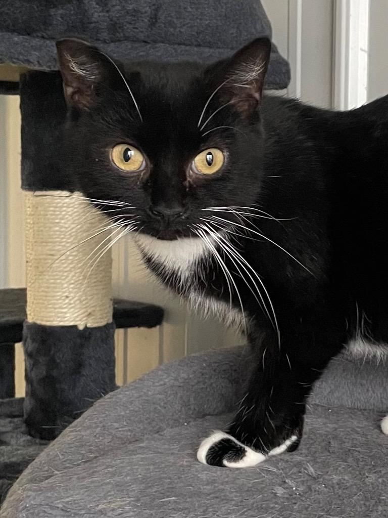 Trix, a Adoptable mixed breed in Hartford City, IN image 1/5