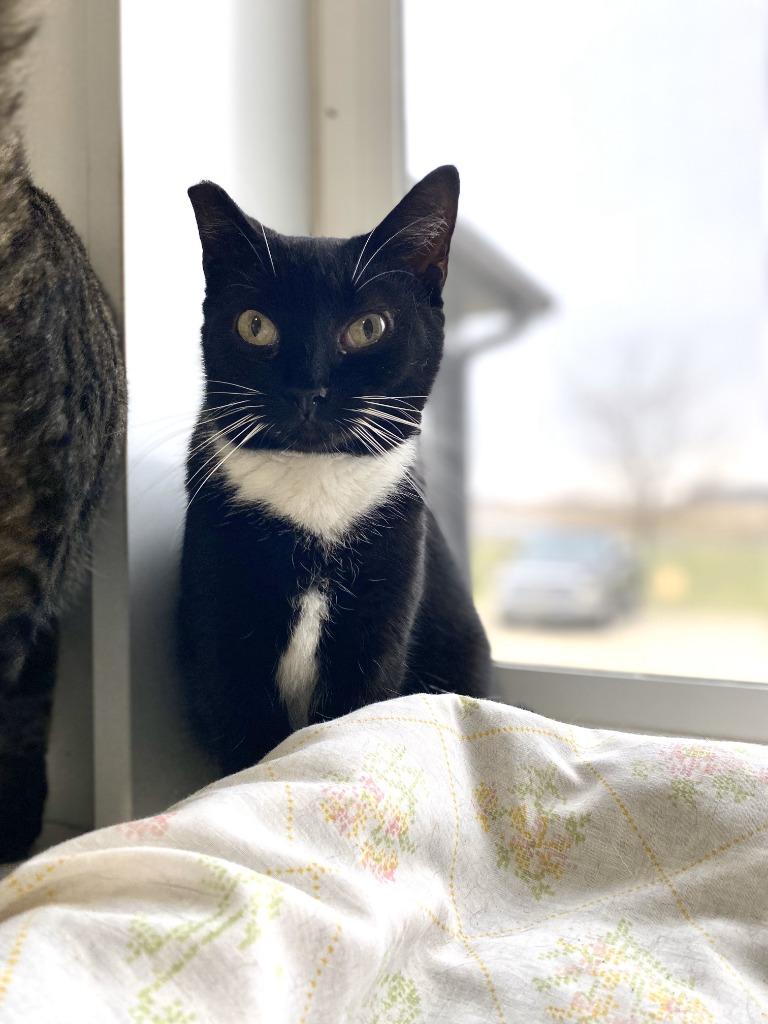 Trix, Adoptable, Adult Female Domestic Short Hair.