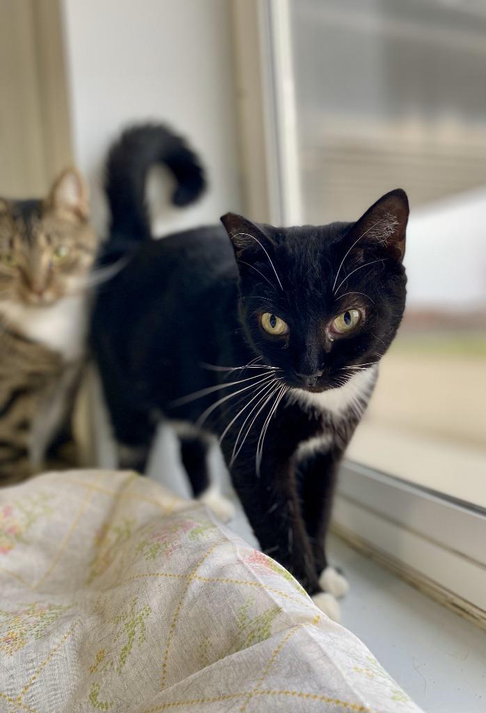 Trix, a Adoptable mixed breed in Hartford City, IN image 3/5