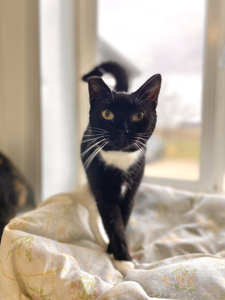 Trix, a Adoptable mixed breed in Hartford City, IN image 4/5