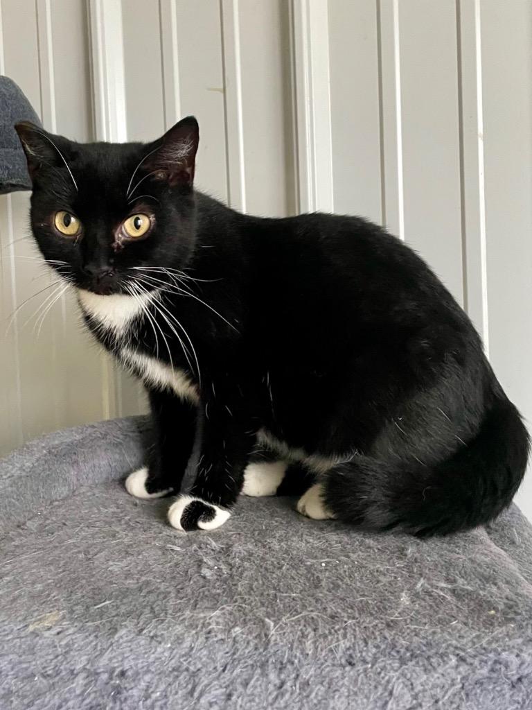 Trix, a Adoptable mixed breed in Hartford City, IN image 5/5