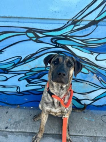 SAMSON, Adoptable, Young Male Mastiff.