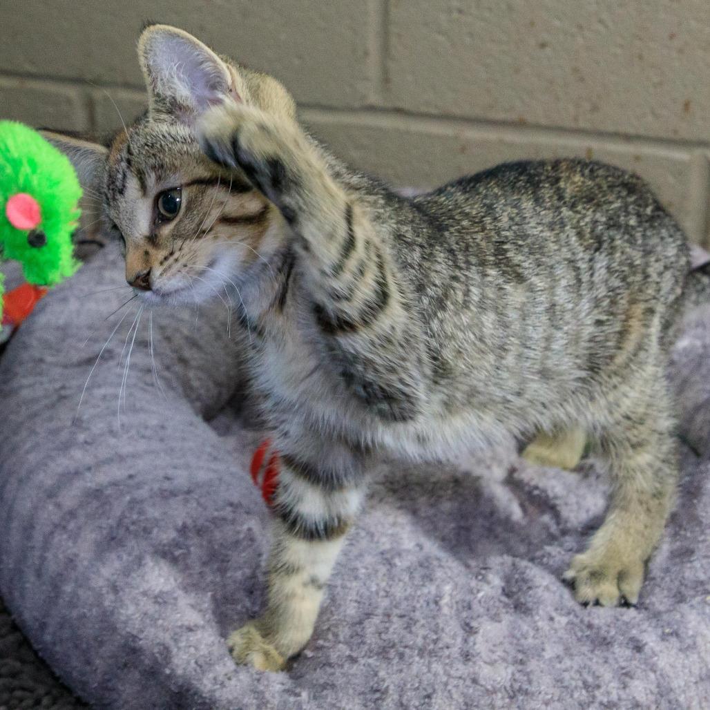 Georgia, Adoptable, Kitten Female Domestic Short Hair.