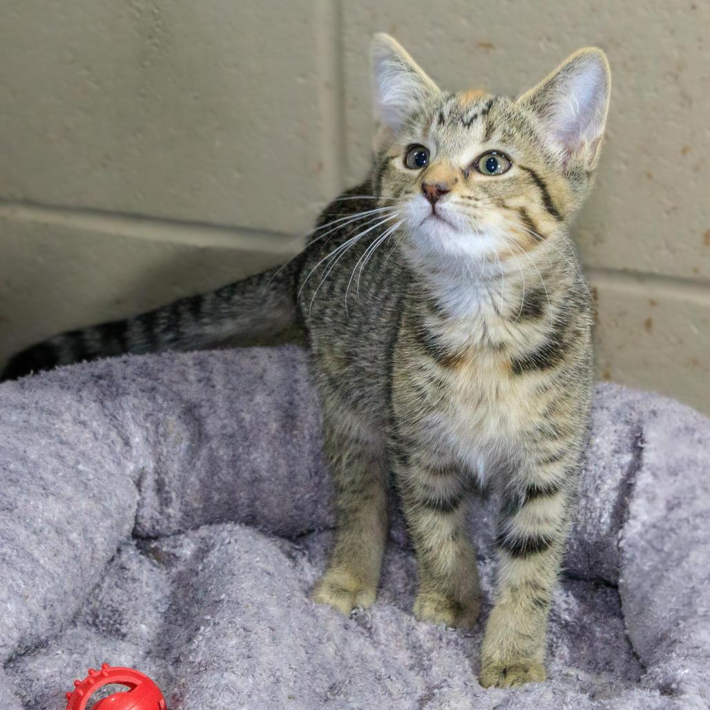 Enlarge Georgia, a Adoptable Domestic Short Hair in Versailles, KY image 2/2