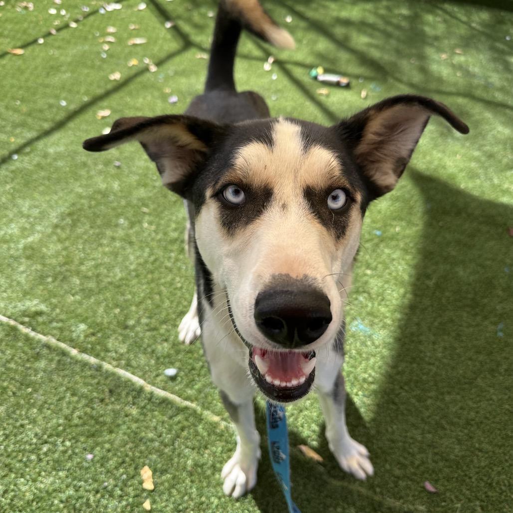 Cookie, Adoptable, Young Male Husky & German Shepherd Dog.