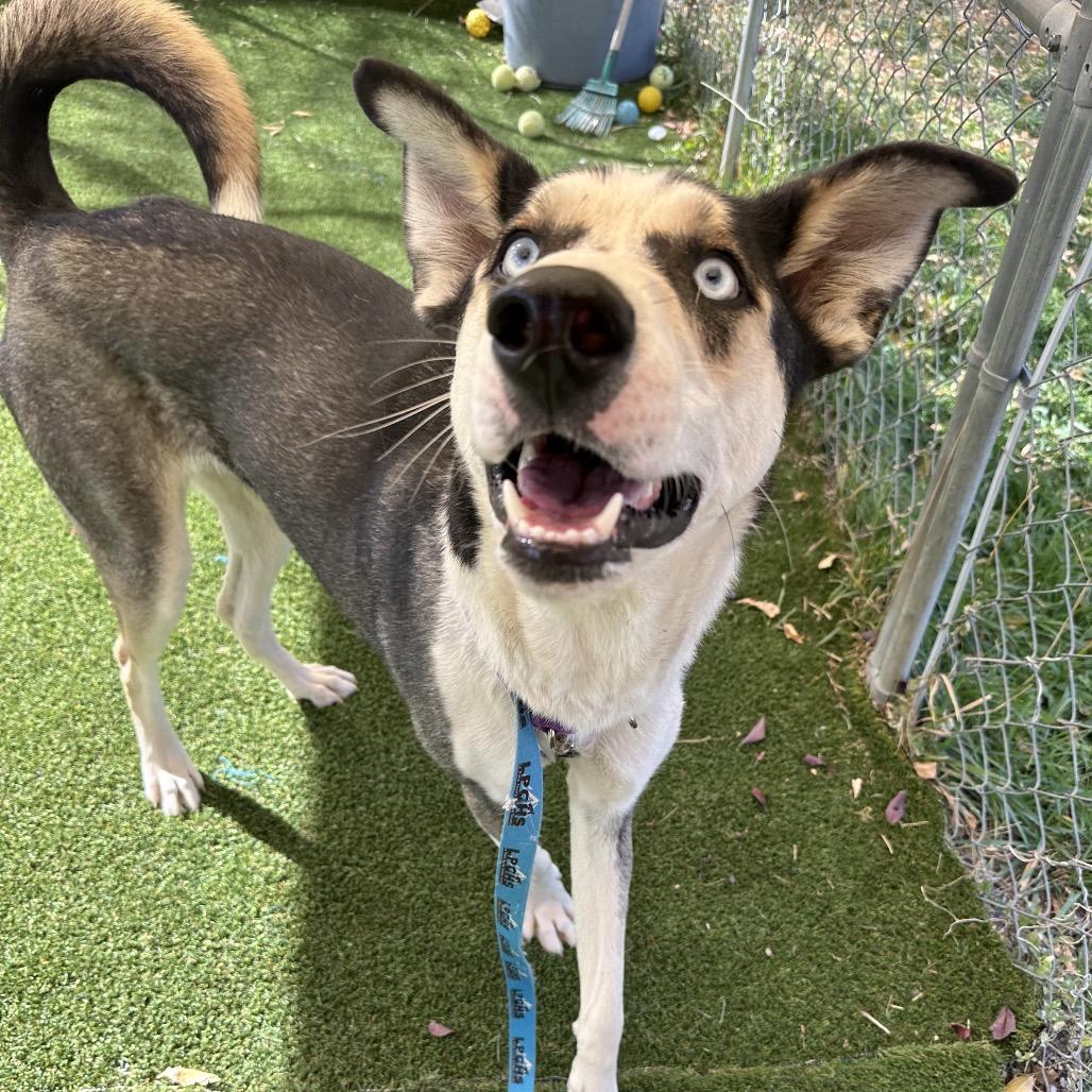Cookie, a Adoptable mixed breed in Durango, CO image 2/6