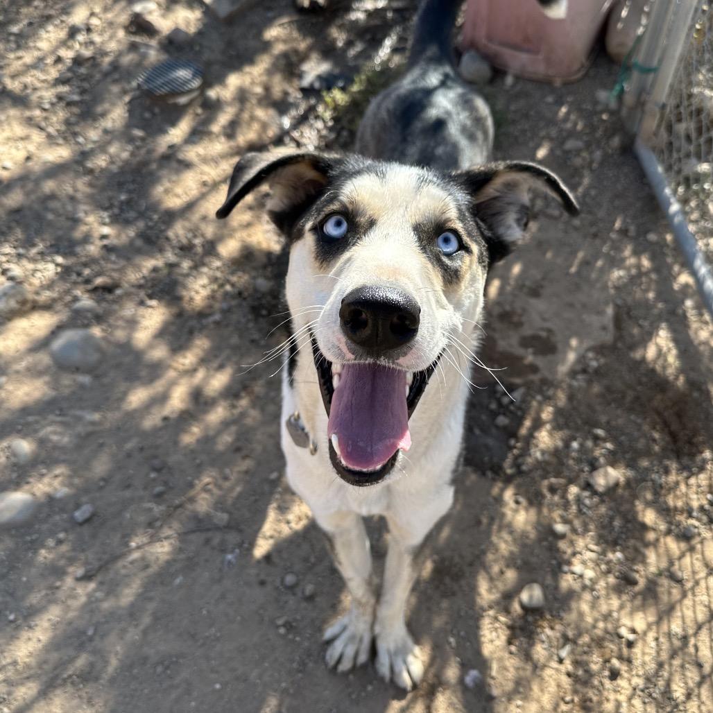 Cookie, a Adoptable mixed breed in Durango, CO image 5/6