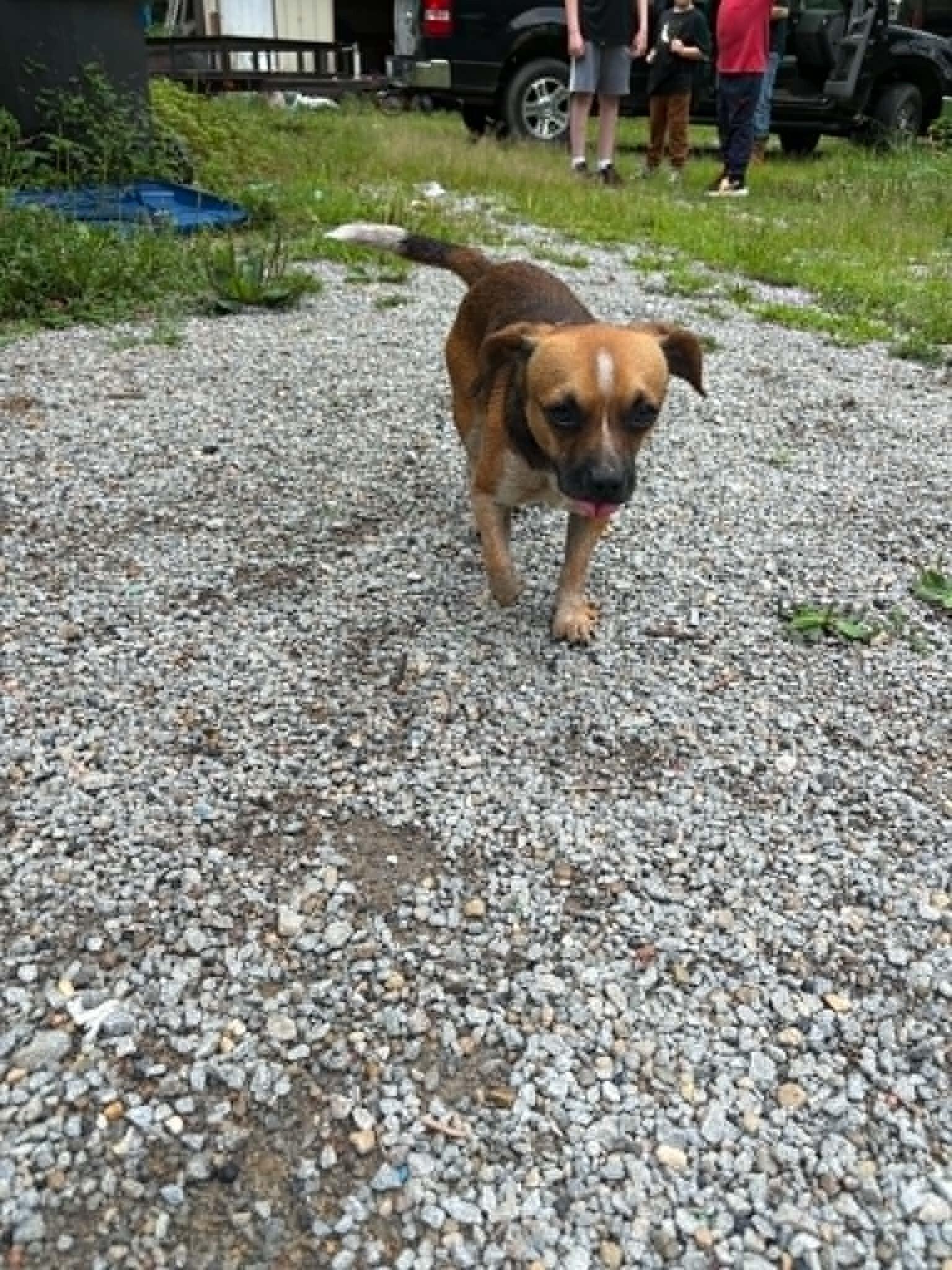 Biscuit, Adoptable, Young Male Chihuahua.