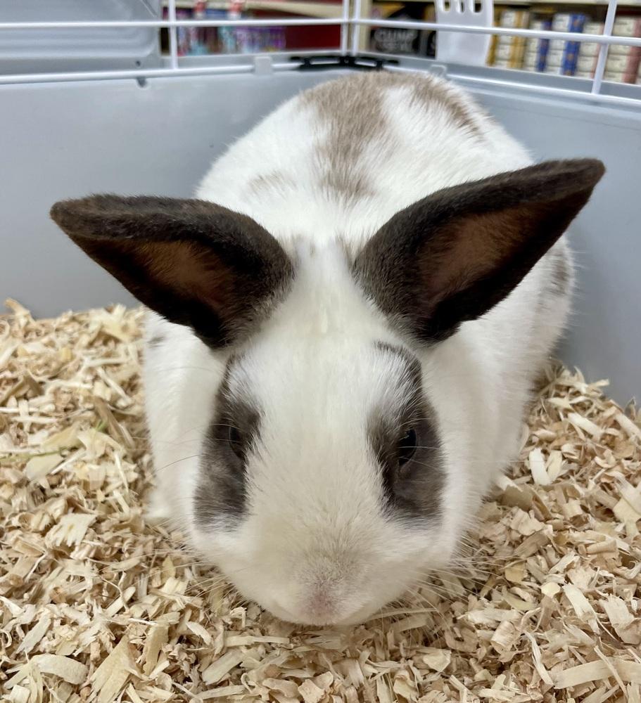 Bad Bunny, Adoptable, Adult Male English Spot.