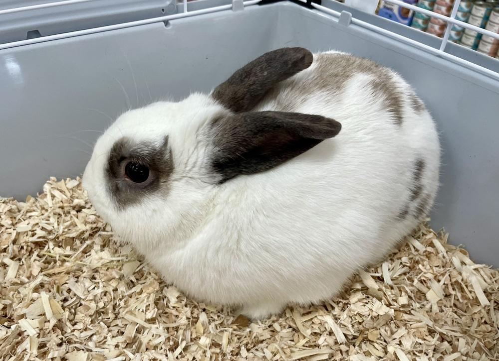 Bad Bunny, a Adoptable mixed breed in Tampa, FL image 2/2