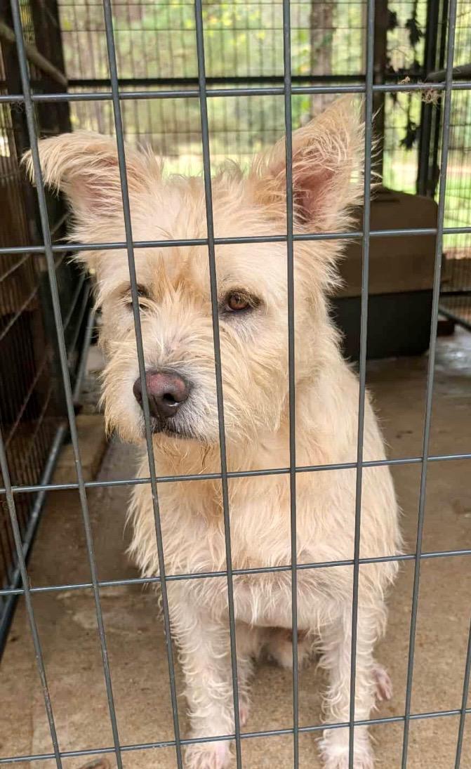 Fernando, Adopted, Adult Male Giant Schnauzer.