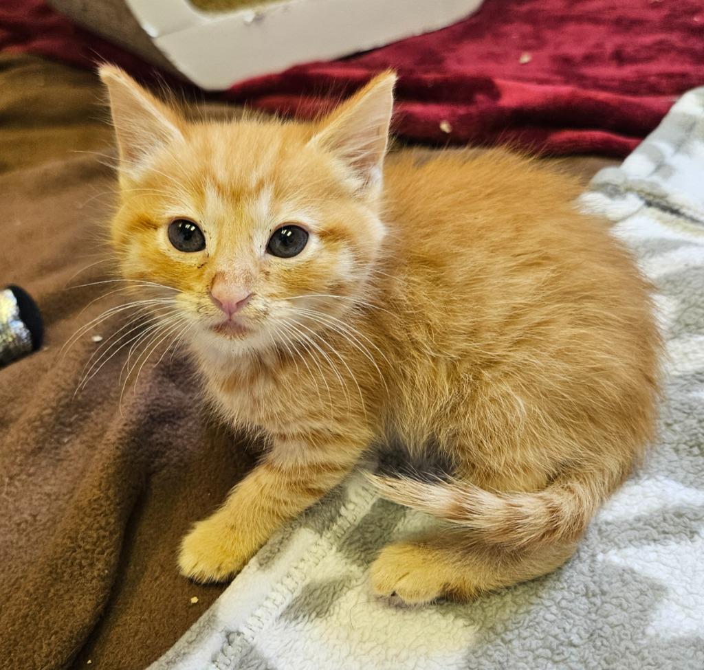 Sparrow, Adoptable, Kitten Male Domestic Short Hair.