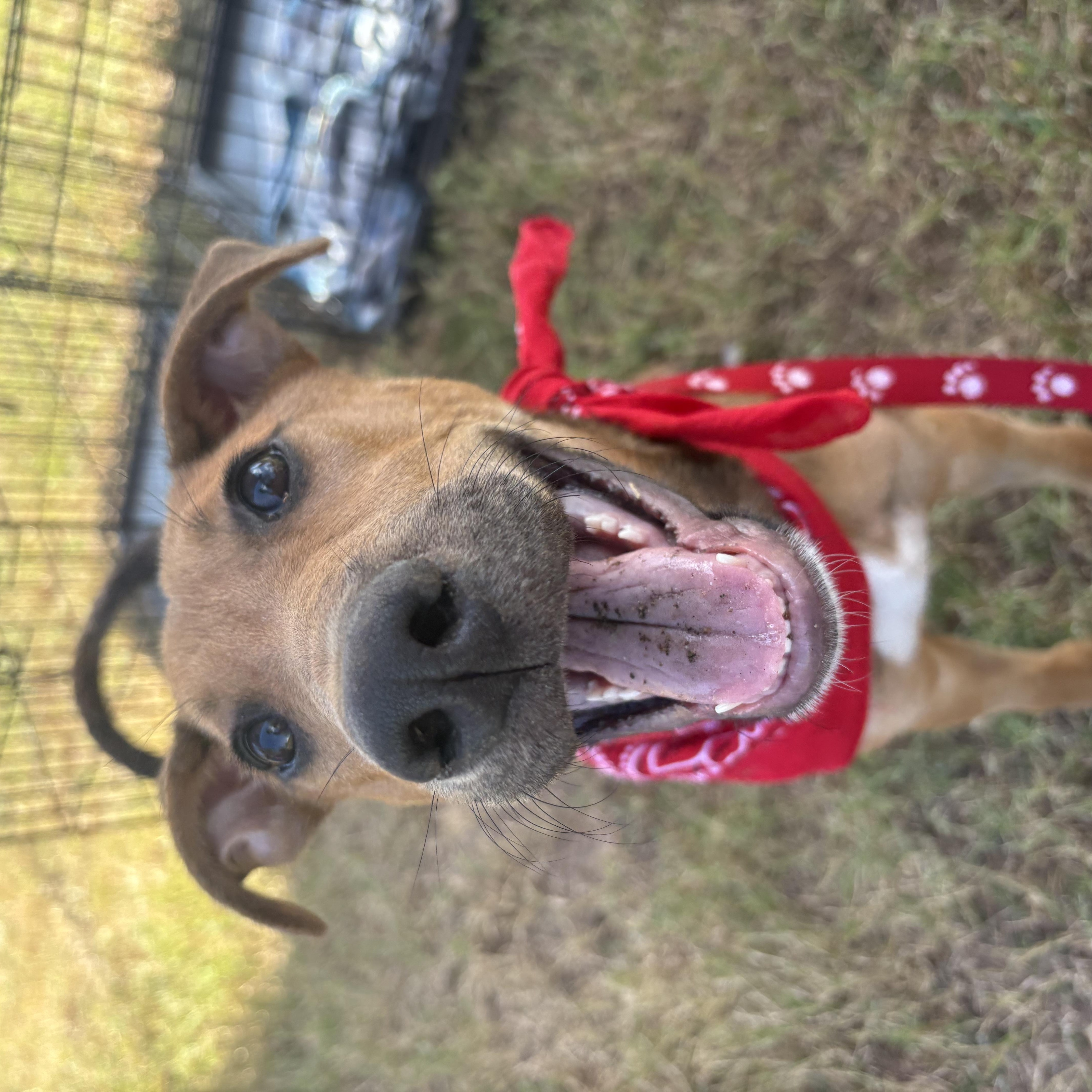 Memphis, Adoptable, Puppy Male Pit Bull Terrier & Mixed Breed.