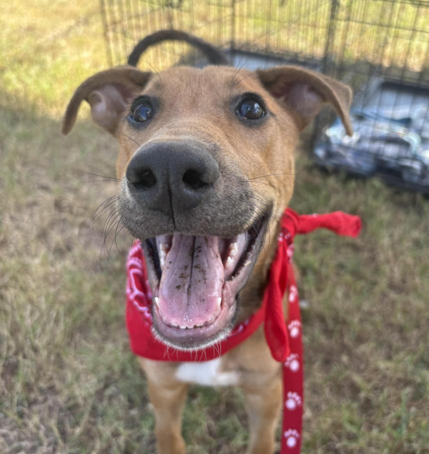 Memphis, a Adoptable mixed breed in Bryan, TX image 1/2