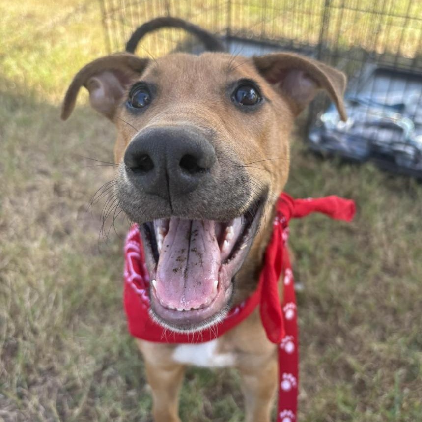 Enlarge Memphis, an adopted Mixed Breed in Bryan, TX image 4/4