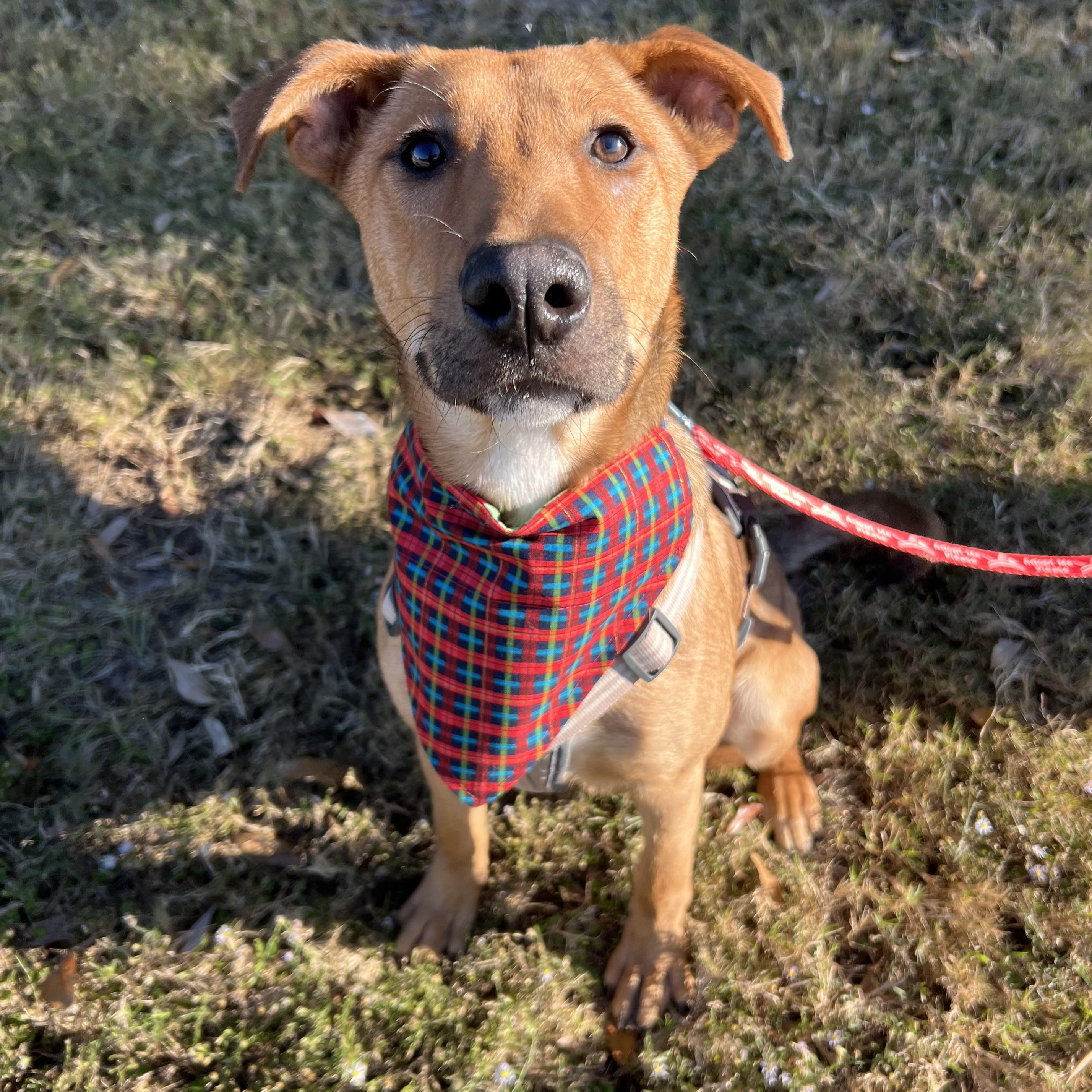 Enlarge Memphis, an adopted Mixed Breed in Bryan, TX image 3/4