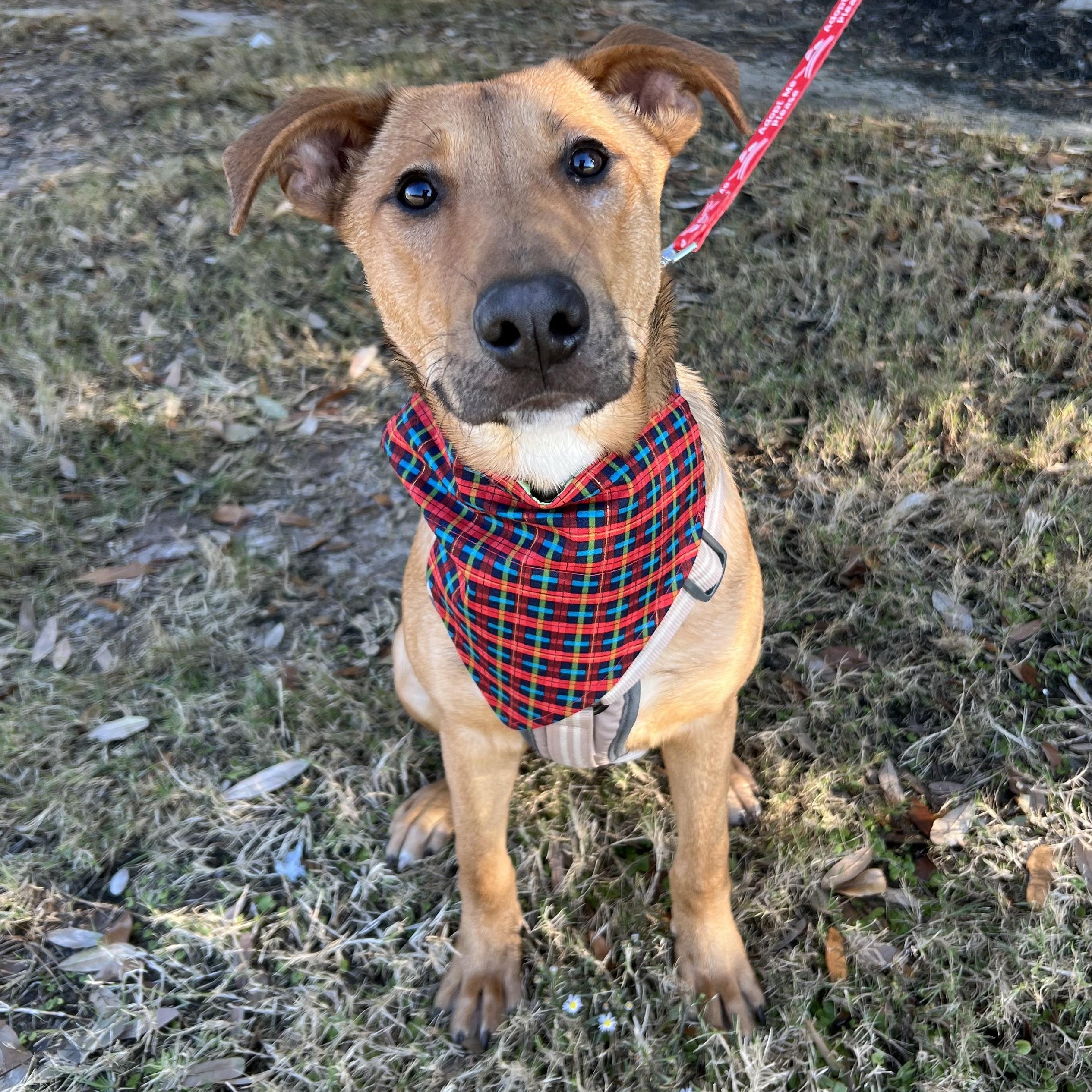 Memphis, adoptable, Young Male Mixed Breed.
