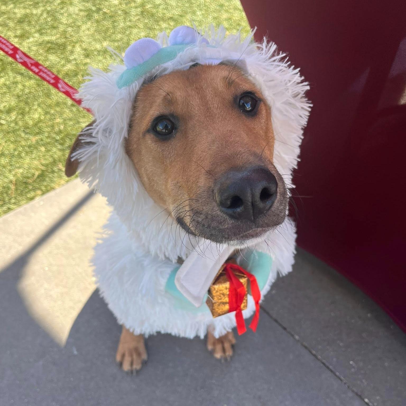 Enlarge Memphis, an adopted Mixed Breed in Bryan, TX image 2/4