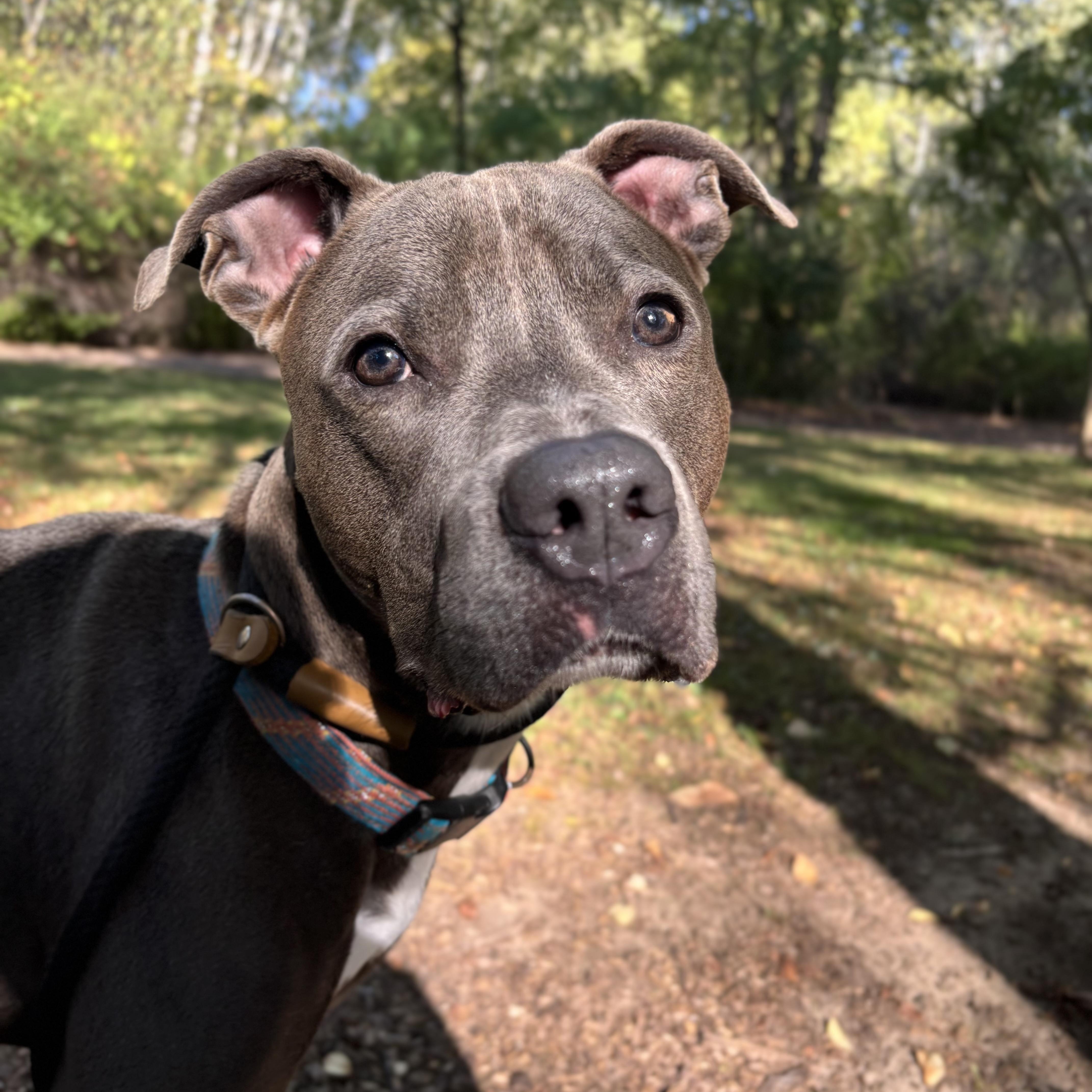 Reggie, a Adoptable Mixed Breed in Mount Pleasant, MI image 1/4