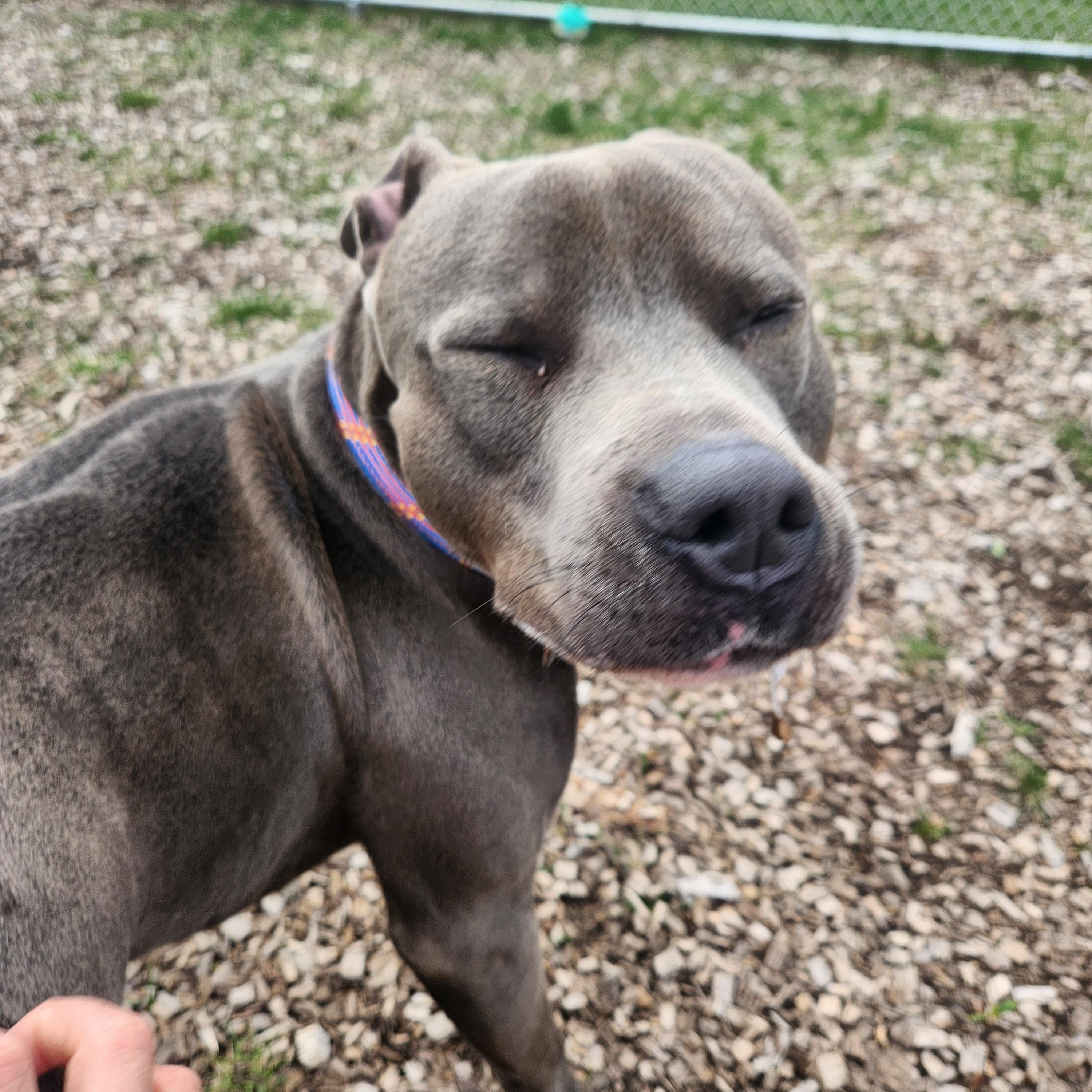 Reggie, a Adoptable Mixed Breed in Mount Pleasant, MI image 3/4