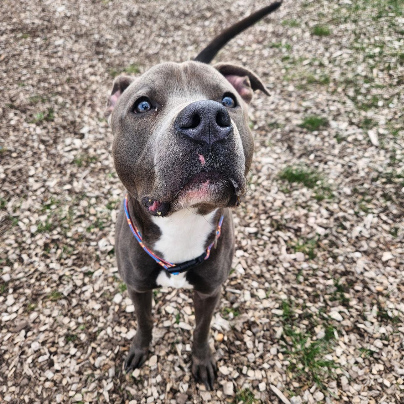 Reggie, Adoptable, Adult Male Mixed Breed.