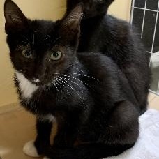Zeus, a ADOPTABLE Tuxedo in Memphis, TN image 1/4