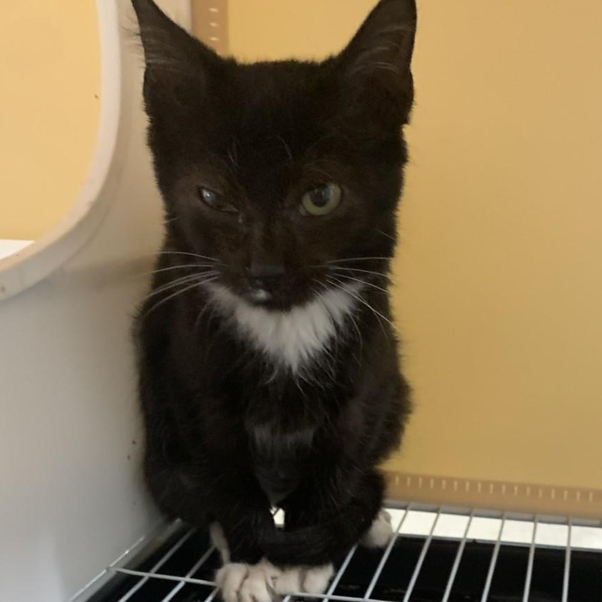 Zeus, a ADOPTABLE Tuxedo in Memphis, TN image 3/4