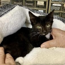 Zeus, a ADOPTABLE Tuxedo in Memphis, TN image 4/4