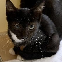 Zeus, a ADOPTABLE Tuxedo in Memphis, TN image 2/4