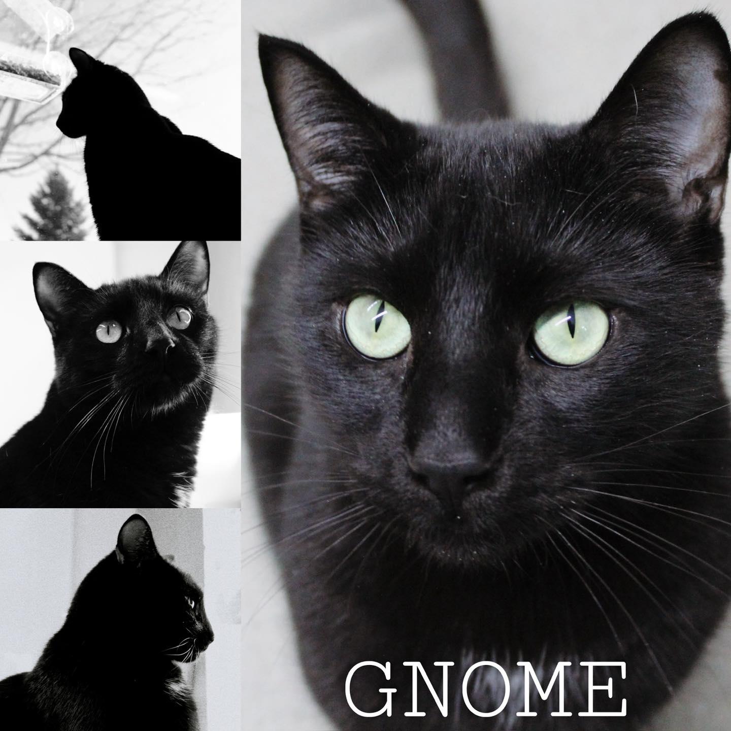 Enlarge Gnome, a Adoptable Domestic Short Hair in Joliet, IL image 1/1
