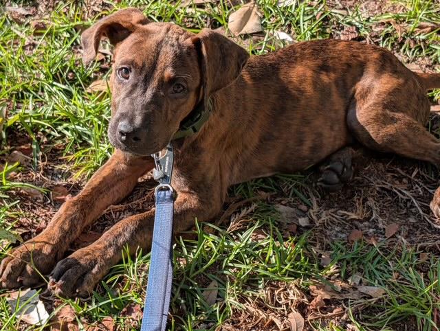 Enlarge Banjo, a ADOPTABLE Plott Hound in Manhasset, NY image 2/3