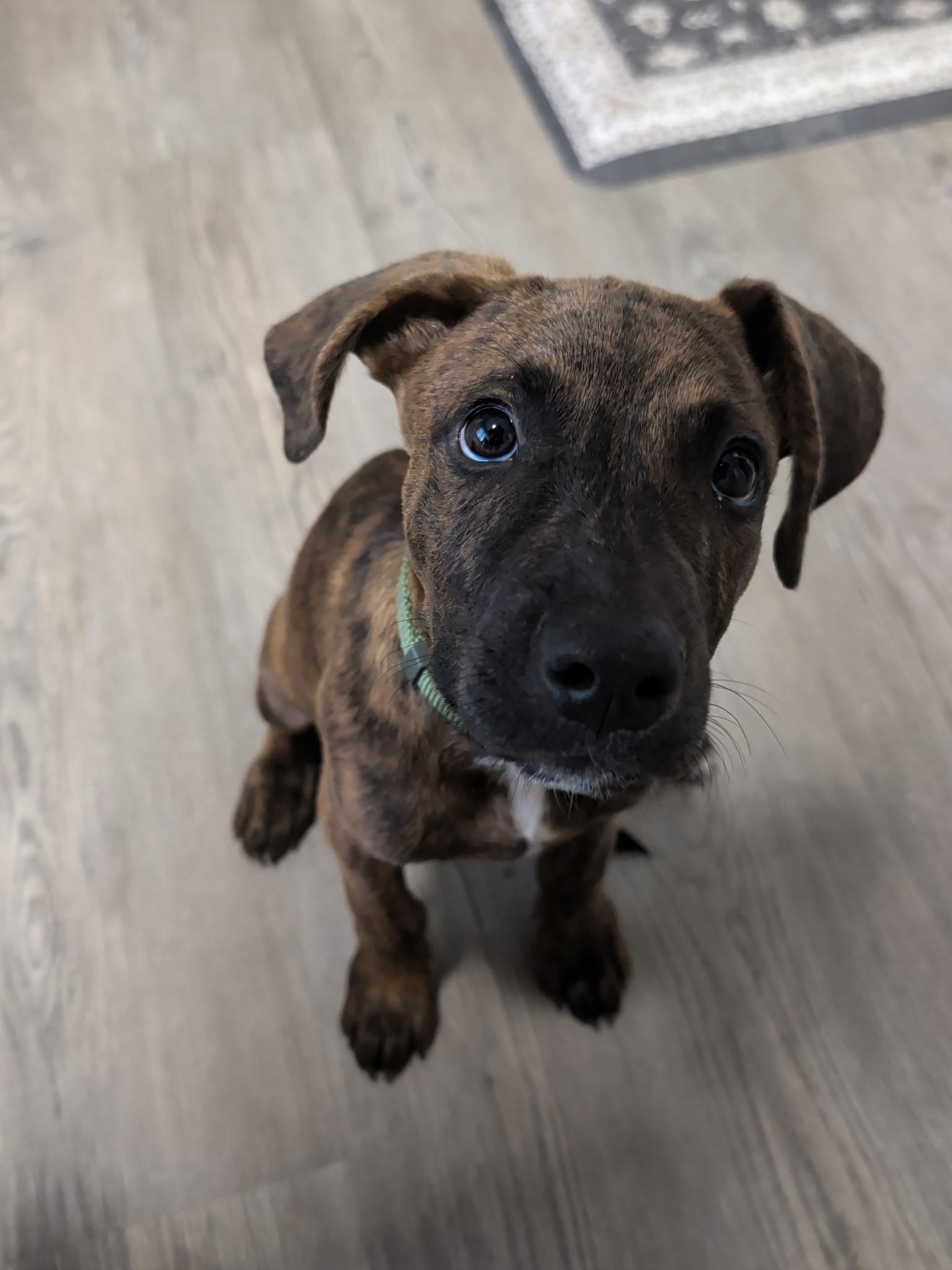 Banjo, ADOPTABLE, Puppy Male Plott Hound.
