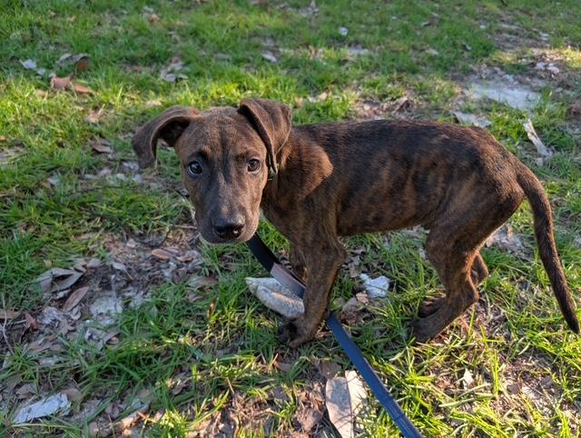 Enlarge Banjo, a ADOPTABLE Plott Hound in Manhasset, NY image 3/3