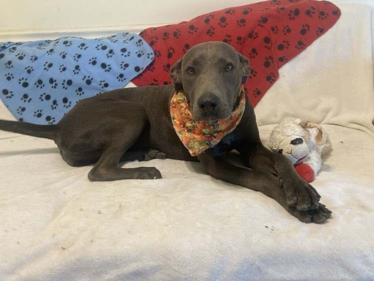 Enlarge Katrina, a Adopted Weimaraner in Fryeburg, ME image 2/6