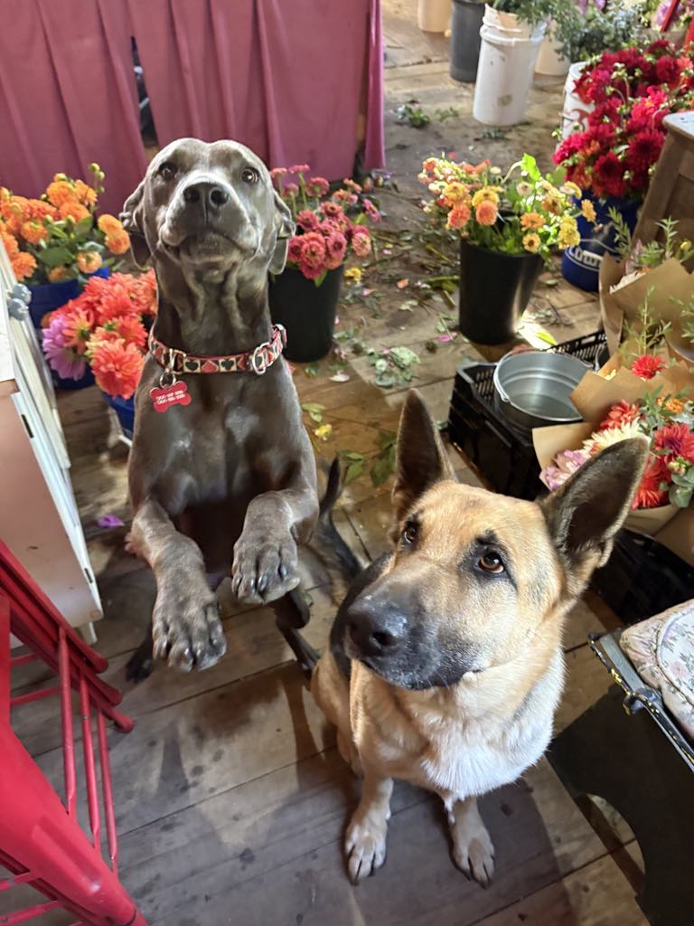 Enlarge Katrina, a Adopted Weimaraner in Fryeburg, ME image 3/6