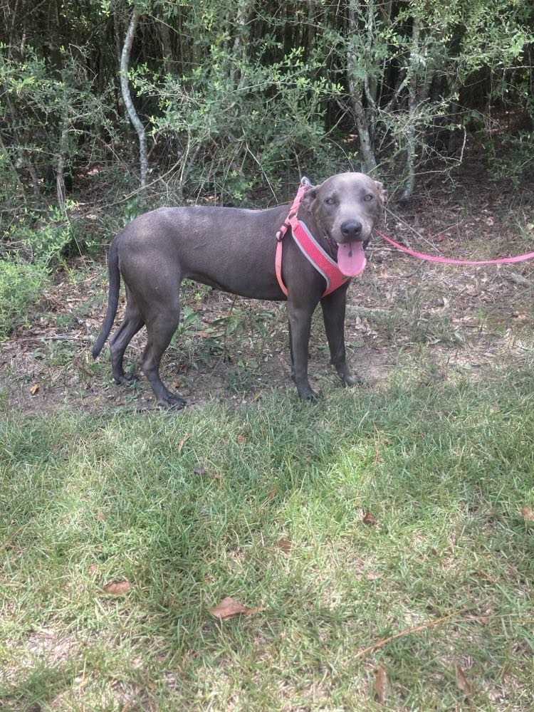 Enlarge Katrina, a Adopted Weimaraner in Fryeburg, ME image 4/6