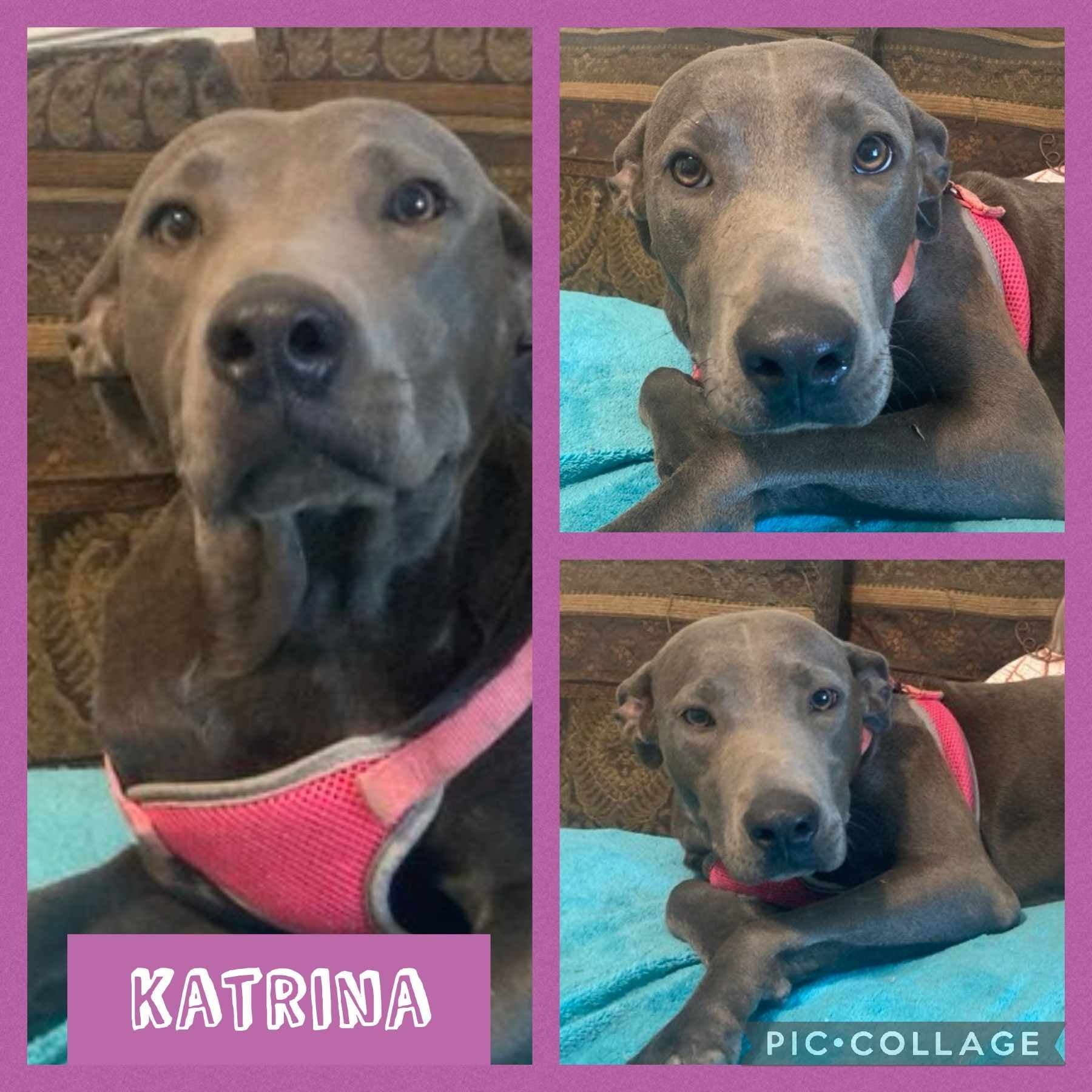 Katrina, Adopted, Young Female Weimaraner.